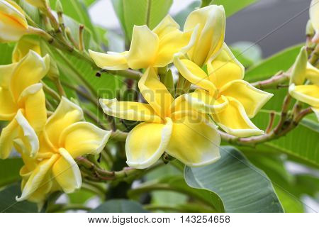 Plumeria flower . beautiful yellow Plumeria on the tree. ( Common name Apocynaceae Frangipani Pagoda tree Temple tree )