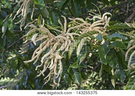 American chestnut flowers (Castanea dentata). American chestnut (Castanea dentata). Image of male flowers