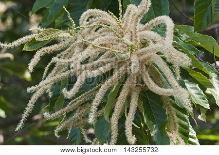 American chestnut (Castanea dentata). Close up image of male flowers