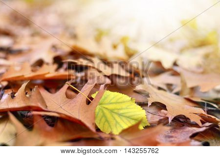 Forest floor with autumn leaves and selective focus. Sunbeam and copy space.