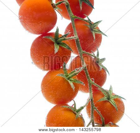 macro bunch tomato close-up on white background