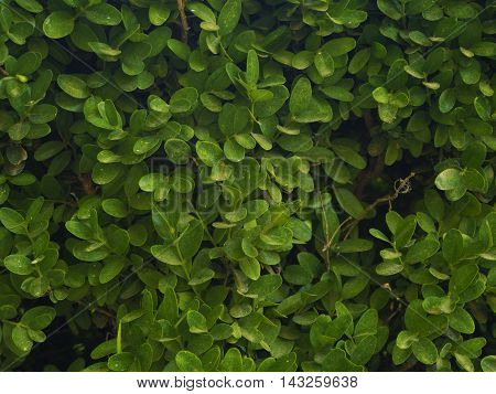 Green Buxus sempervirens foliage texture with white stains