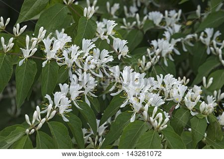 Amur Honeysuckle flowers (Lonicera maackii). Called Bush Honeysuckle also