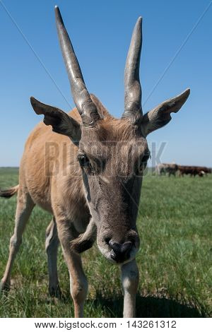 Eland in Askania Nova in the wild in Africa.