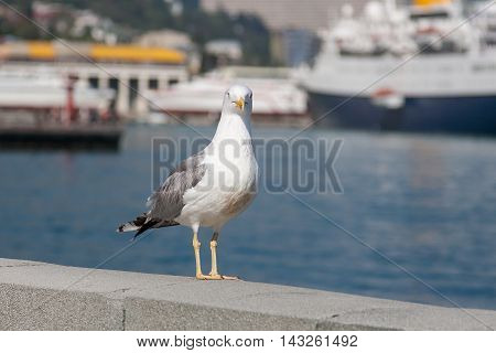 Seagull on the railing of the embankment. Yalta, Ukraine.