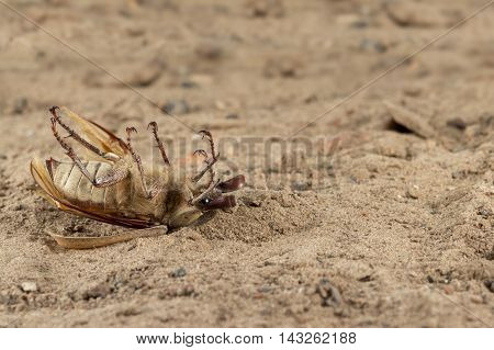 Closeup dead beetle (Polyphylla alba) on sand in garden. Fight with insect. Extermination.
