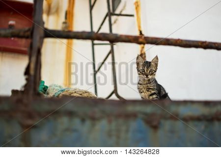 Cat on Abandoned Old Rusty Ship. Cute Cat on Worn Navy Ropes.