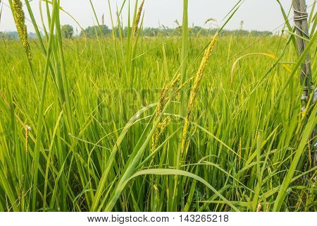 Rice plant with grain in nuture background