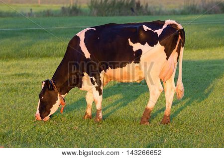 Black and white Holstein Friesian cow on a grass land.