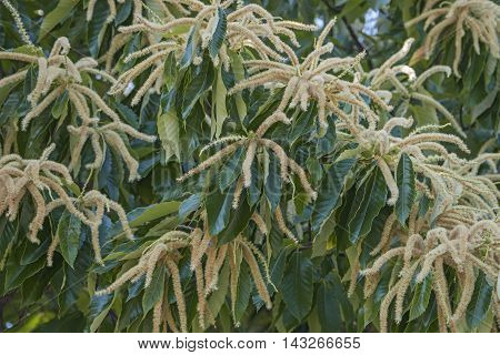 Close up image of American chestnut male flowers (Castanea dentata)