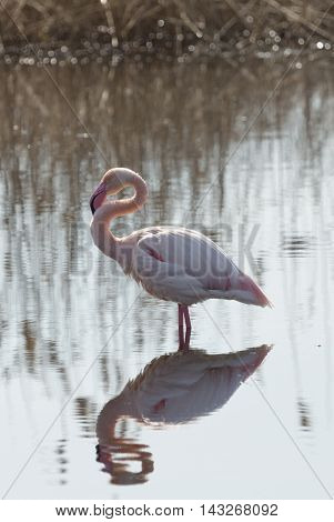 beautiful great adult flamingo reflecting onto water
