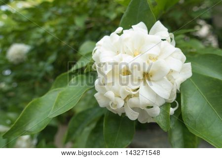 White flower Murraya paniculata or Orang Jessamin on tree