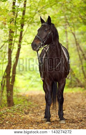 Black horse with saddle and harness stands in autumn sunny park