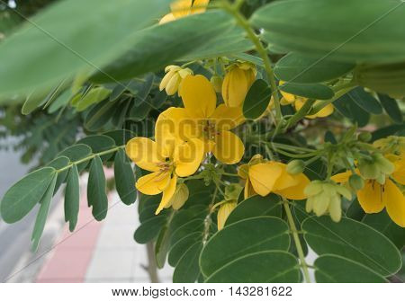 Glaucous Cassia's yellow flowers blooming morning thai