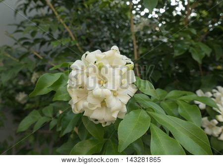 White flower Murraya paniculata or Orang Jessamin