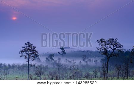 Sunrise and morning mist with silhouette trees and savanna filed at Thing Salaeng Luang National park, Thailand