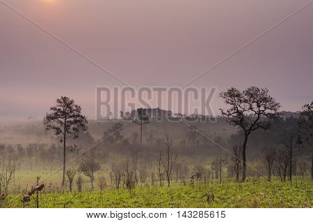 Sunrise and morning mist with silhouette trees and savanna filed at Thing Salaeng Luang National park, Thailand