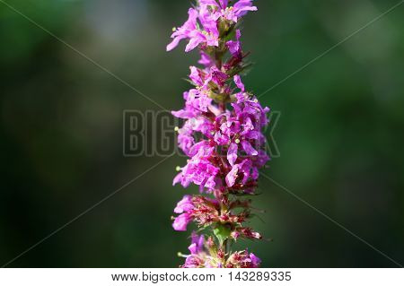 Flowers of a purple loosestrife (Lythrum salicaria)