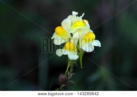 Flowers of a common toadflax (Linaria vulgaris).