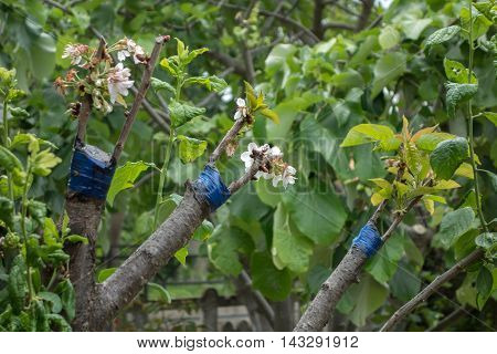 Grafting On Fruit Tree