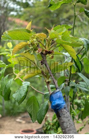 Grafting On Fruit Tree