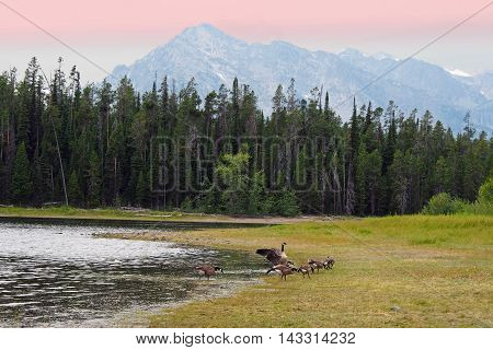 Grand Tetons lake with the geese and the pond