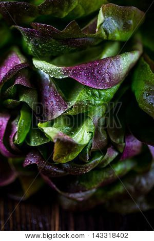 Organic Red Oakleaf lettuce on dark wooden background. Close up.