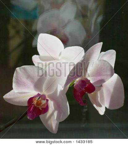 Orchid1