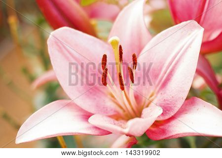 Zephyranthes flower. Common names for species in this genus include fairy lily rainflower zephyr lily magic lily Atamasco lily and rain lily