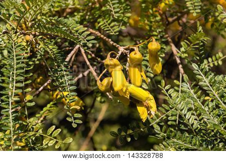 closeup of yellow kowhai tree flowers and leaves