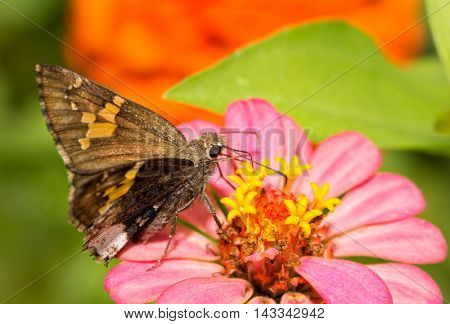 Hoary Edge butterfly feeding on pink Zinnia flower