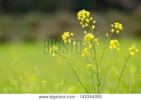 Material obtained by photographing the one side rape blossoms.