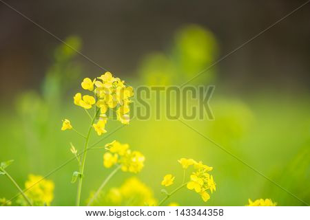 Material obtained by photographing the one side rape blossoms.