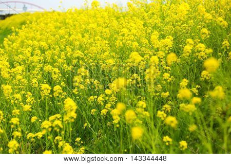 Material obtained by photographing the one side rape blossoms.