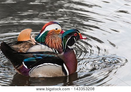 Closeup Mandarin duck (Aix galericulata) swimming in a pond.