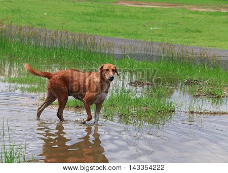 Dog are to drinking water with selective and soft focus.