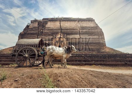 Burmese rural man driving wooden cart with traditional village life in Burma countryside