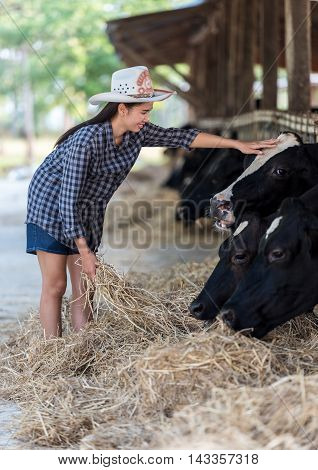 Closeup on cows being fed by cattleman