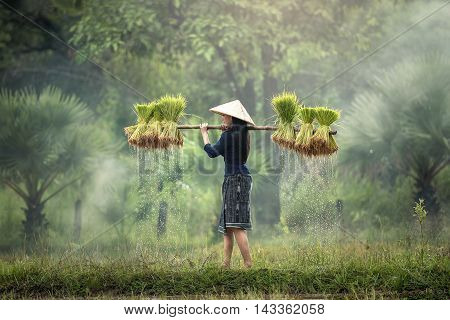 Woman Farmers grow rice in the rainy season. They were soaked with water and mud to be prepared for planting. wait three months to harvest crops