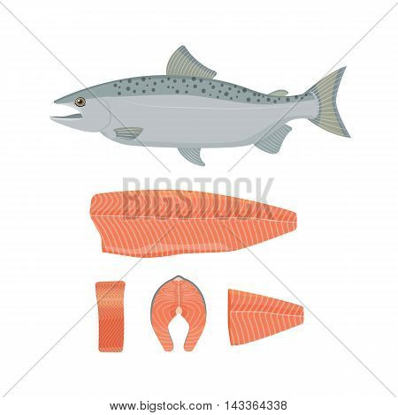 Salmon fish vector illustration. Raw fish, slice, steak, fillet. Flat style.