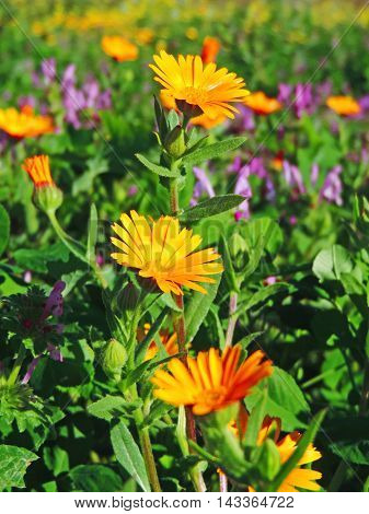 Spring flower field, flower meadow with multicolored flowers.
