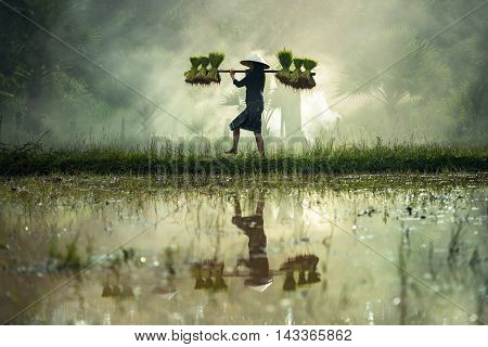 Woman farmers grow rice in the rainy season. They were soaked with water and mud to be prepared for planting. wait three months to harvest crops
