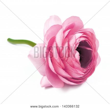 Peony or buttercup flower. Pink peony, isolated on white background.