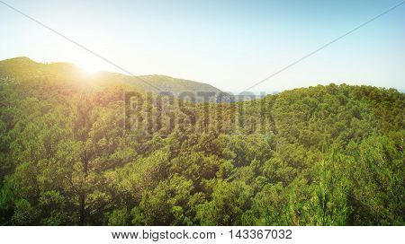 Pine forest landscape with sunset or sunrise and blue sky.