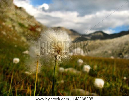 A collection of flowers in the Altai Mountains.