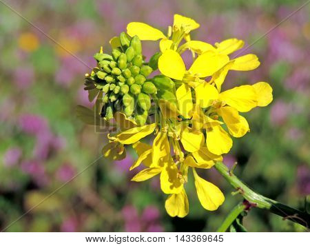 Yellow rape flower with selective focus. Rape flower in a spring meadow.