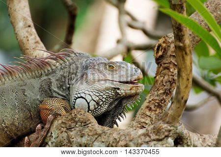 iguana lizard climbing a tree in the wild