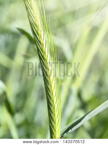 Green rye field or wheat field in the sun. Corn crop with selective focus and copy space.