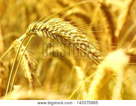 Golden rye field or wheat field in the sun. Ripe corn crop with selective focus and copy space.