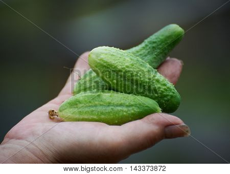 Green fresh cucumbers in the gerdener palm